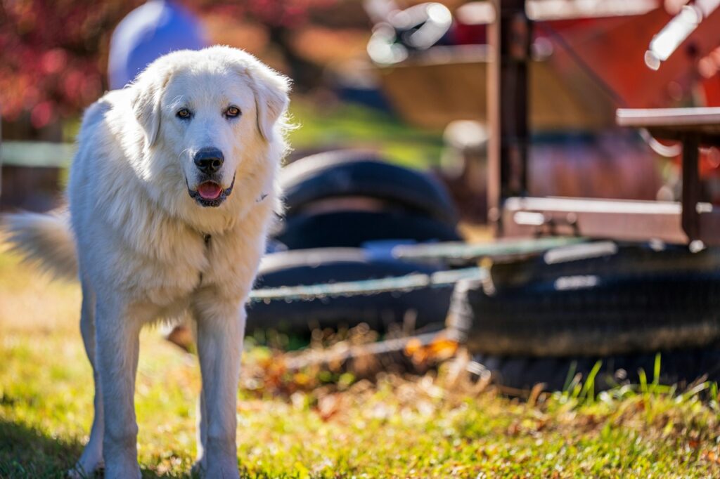 The Great Pyrenees staring at us