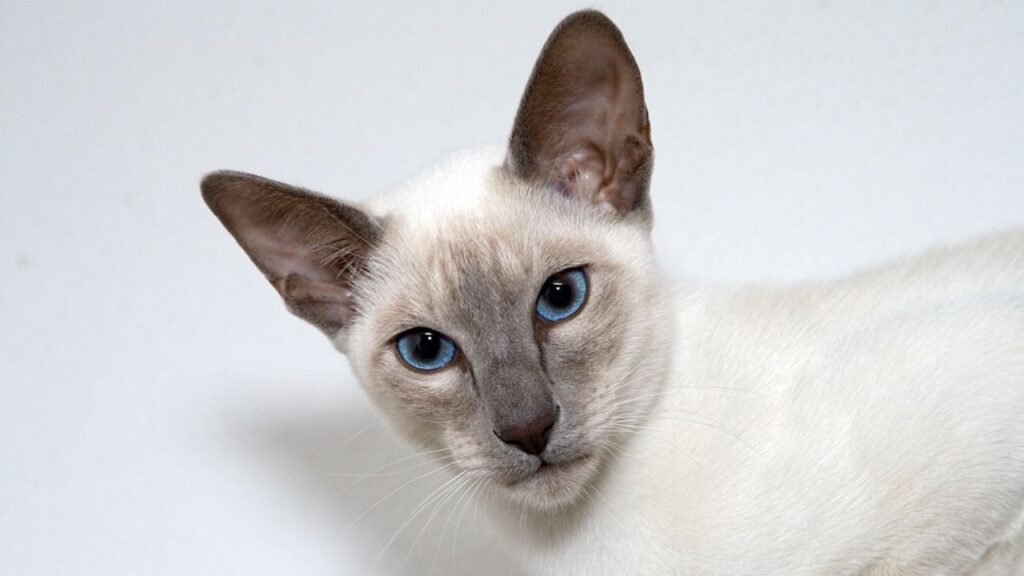 siamese