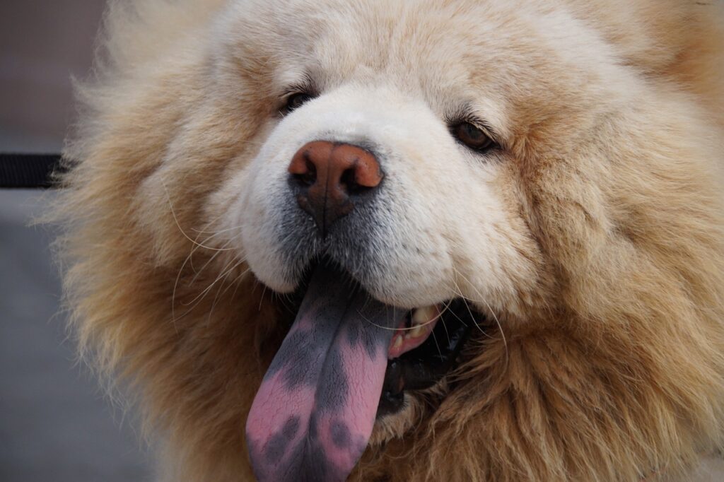 Chow Chow with a distinctive tongue