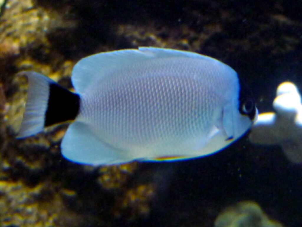 Masked_Angelfish_Genicanthus_personatus_-_GRB.jpg