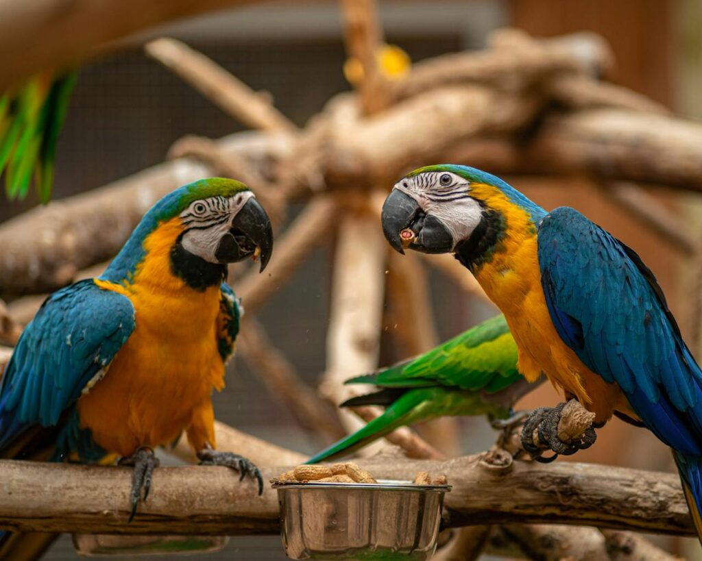 Two colorful Macaws in the open setting