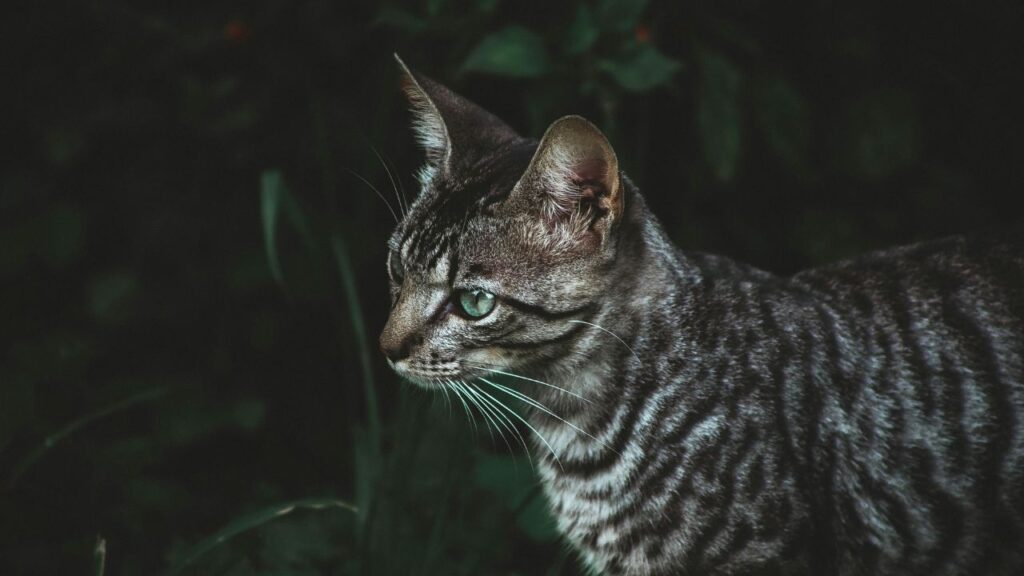 cat
