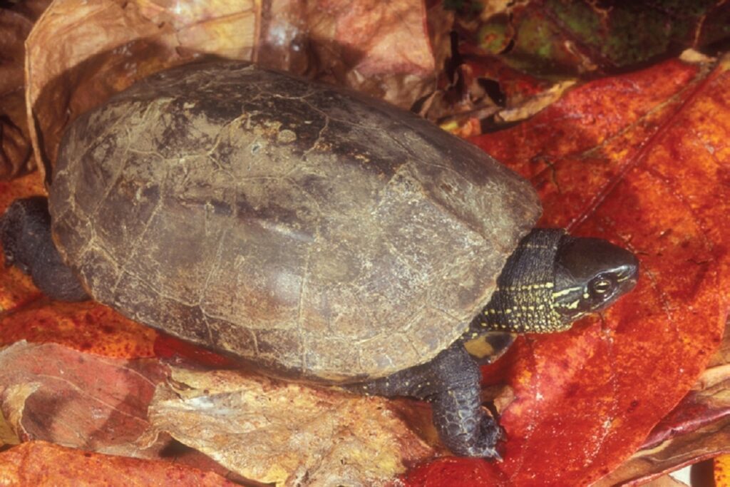 reeves turtle / Chinese pond turtle
