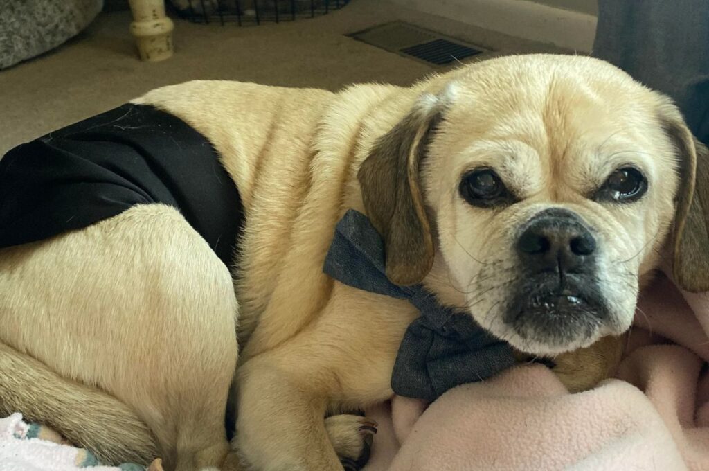 Puggle Dog Staring at someone