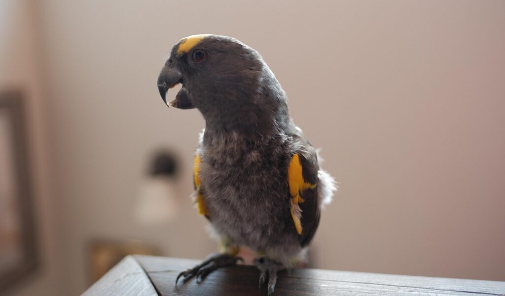 Meyer’s Parrot
