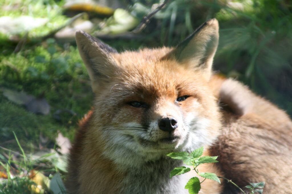 Smiling red fox lying under sunlight in grass