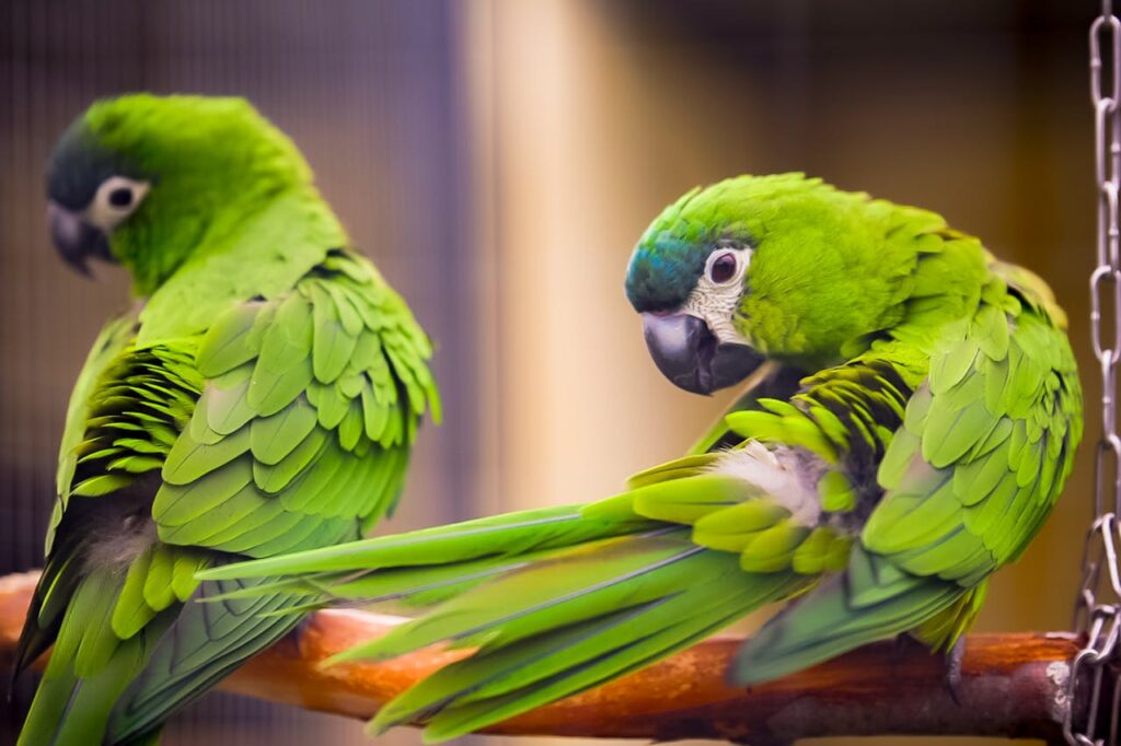 Green Parrots: Small, bright green birds with short tails