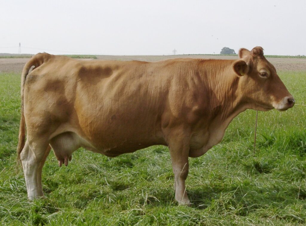 Gelbvieh cow standing in a grassy field