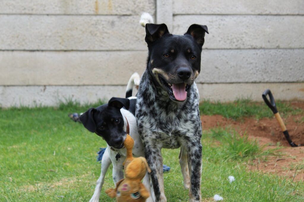 Mixed-breed dogs playing with toy together backyard