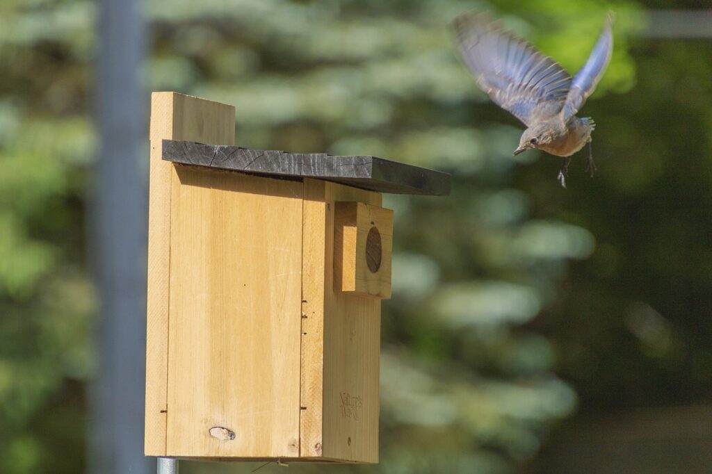 A Bluebird next to a birdbox