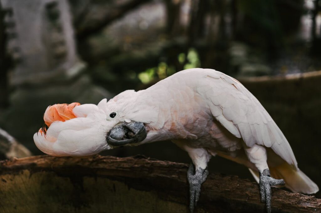 Moluccan Cockatoos