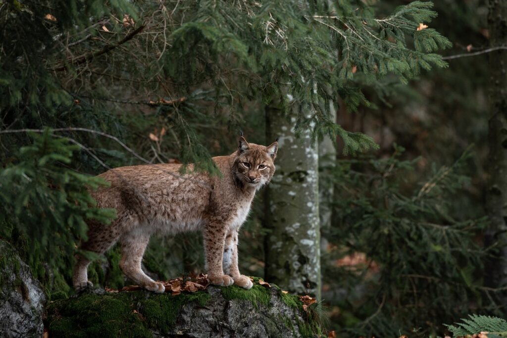 Bobcat looking at us