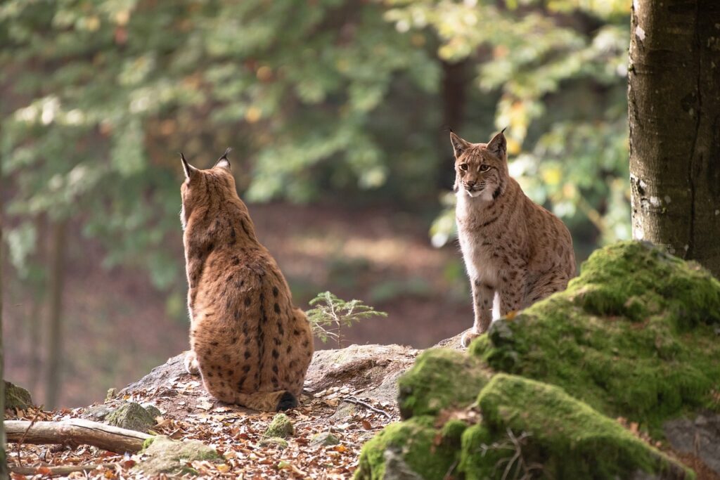 Couple of Bobcats