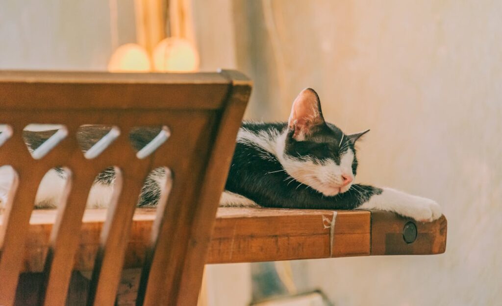 Black and white cat sleeping on table