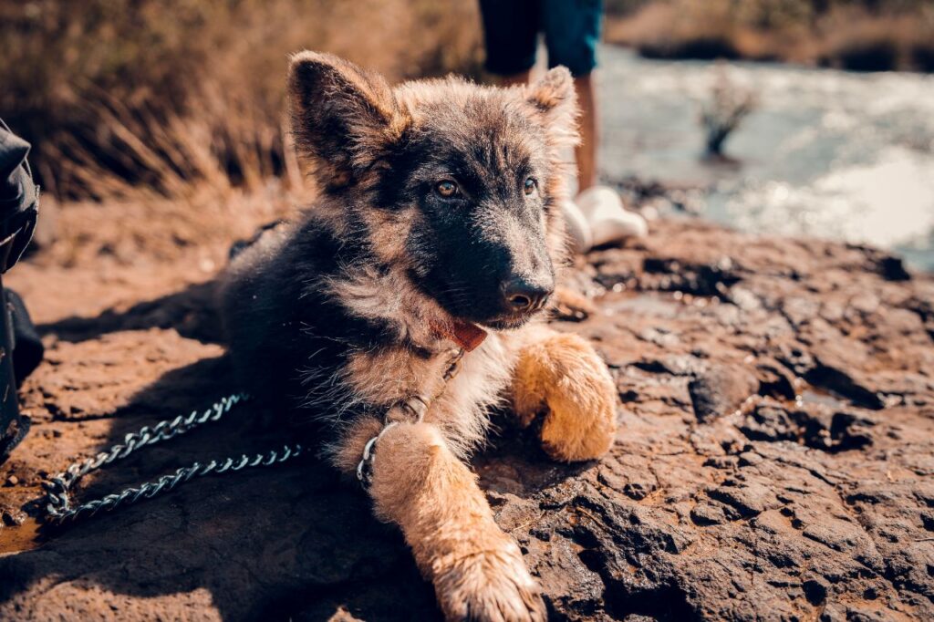 Mini German Shepherd