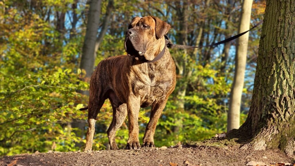 A Leashed Presa Canario