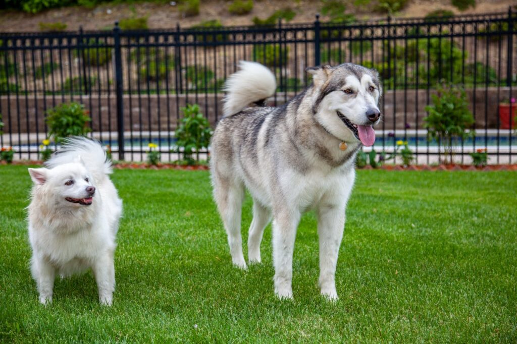 Alaskan Malamute and American Eskimo Dog standing outdoors