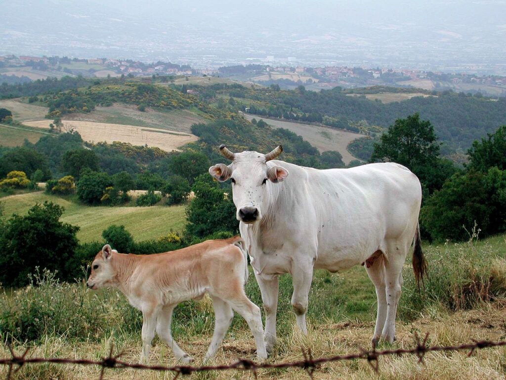 A white Chianina cow standing in a field with her calf