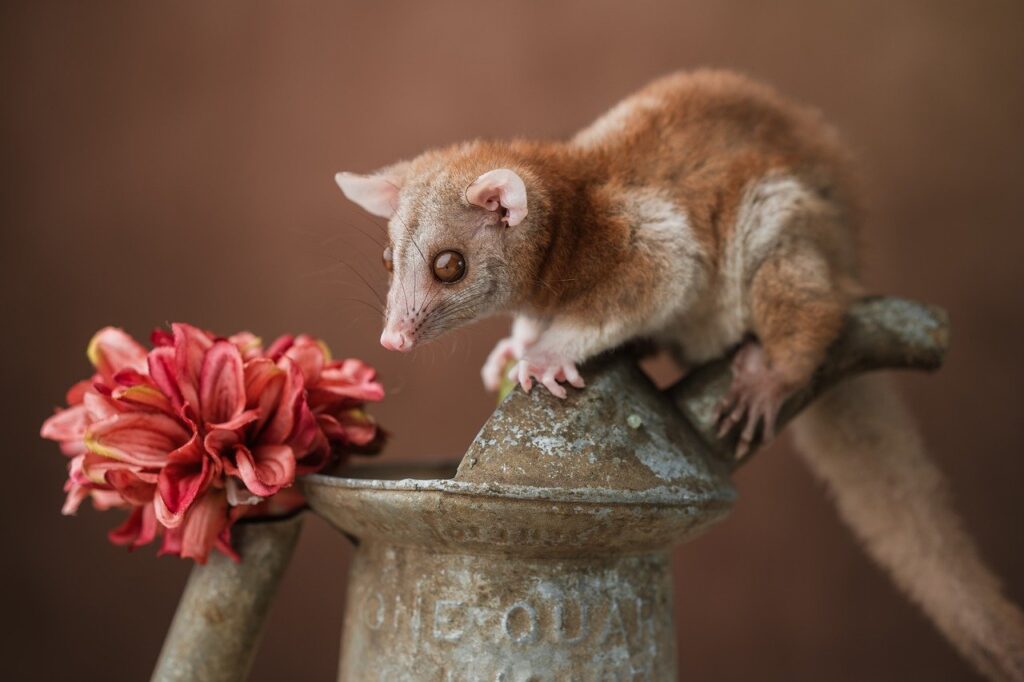 A Wooly Oppossum