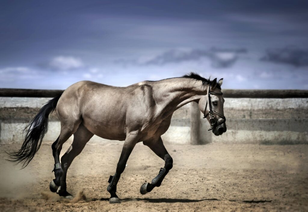 A Quarter Horse galloping