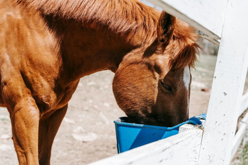 Mustang Eating