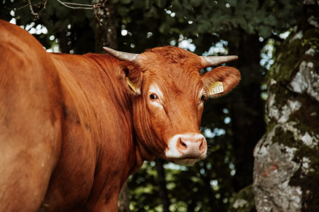 Limousin cow with yellow ear tag near trees