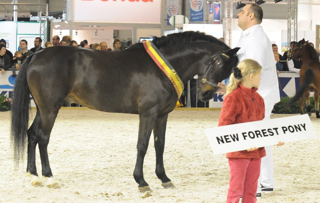 New Forest Pony