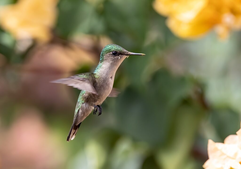 Hummingbird