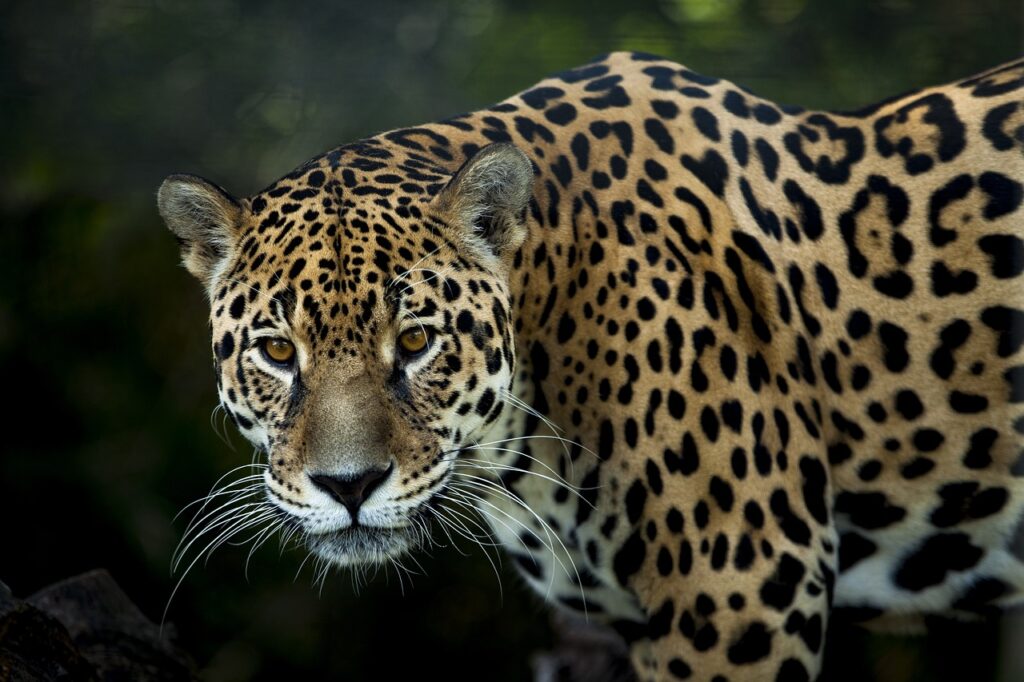 A Jaguar