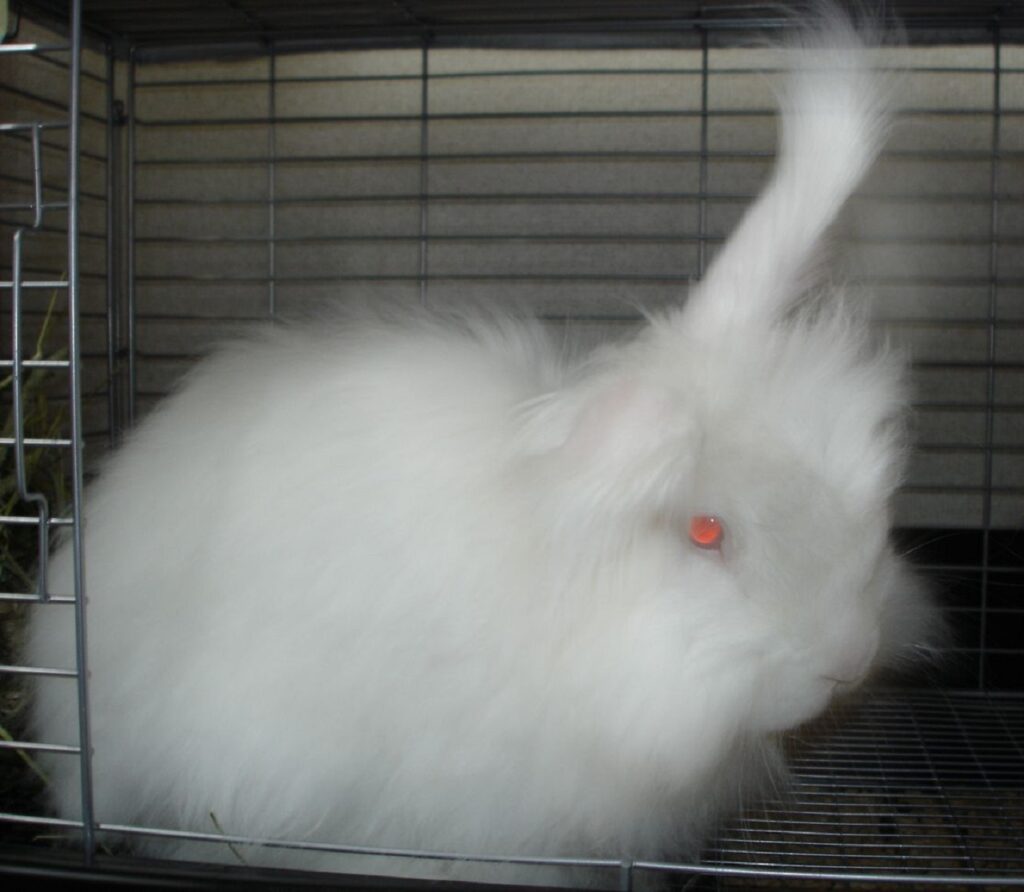 angora rabbit