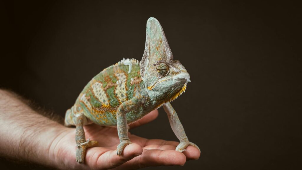 chameleon lizard in hand