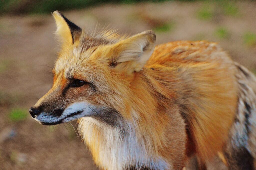 Close-up of a red fox looking alertly sideways