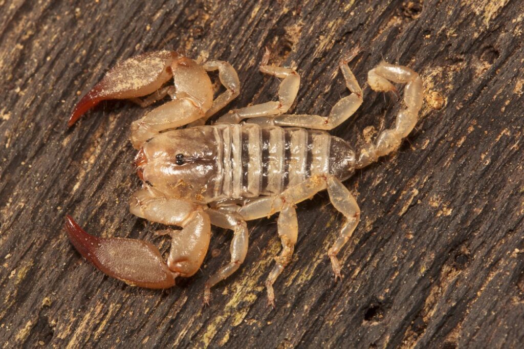 Scorpion