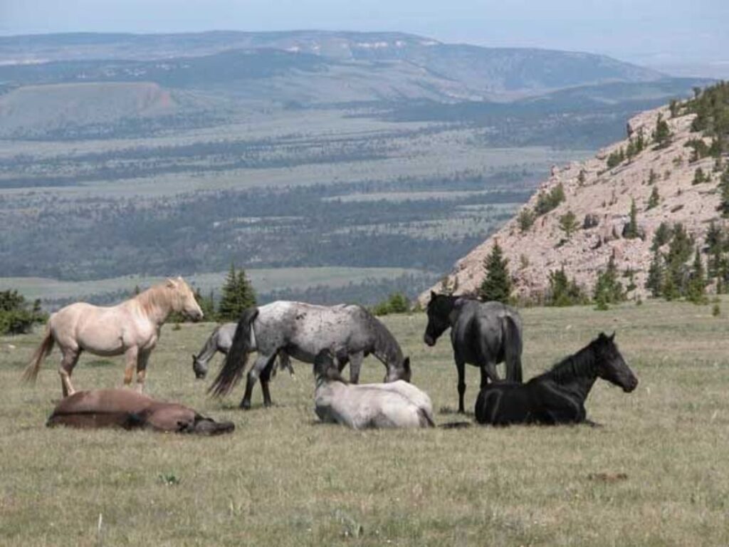 Pryor_Mountain_Wild_Horse