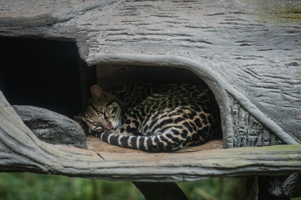 Ocelot