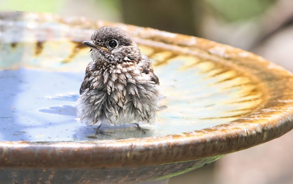 Bluebird in a birdbath