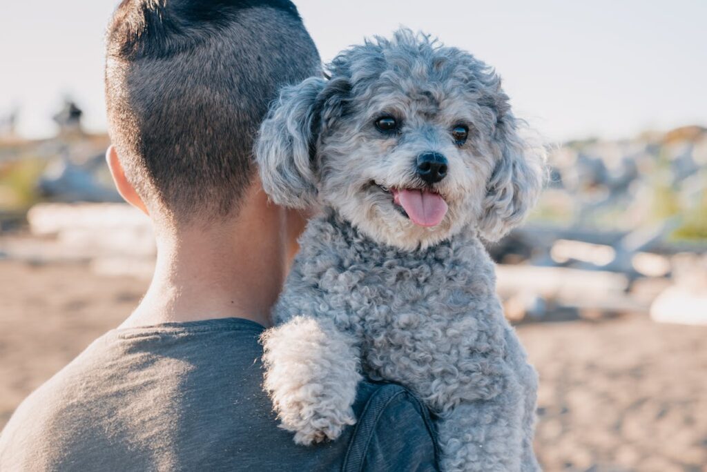 Gray poodle on shoulder, happily smiling outdoors