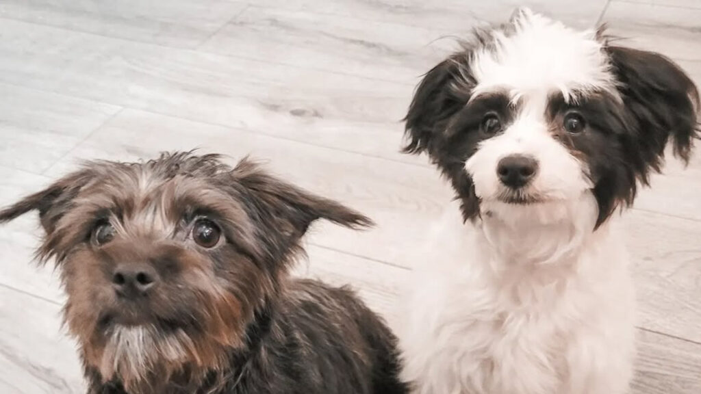 A pair of Jack-A-Poo puppies