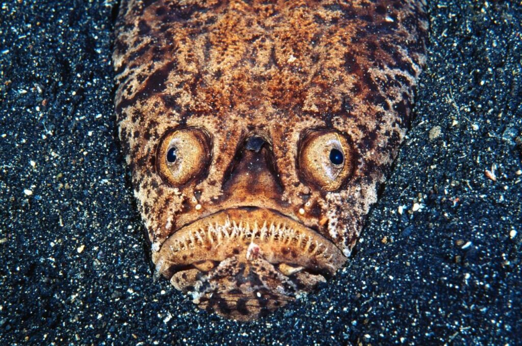 Stargazer Fish