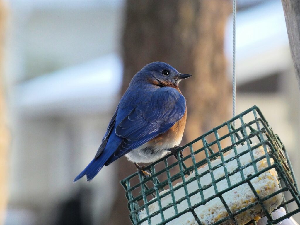A bluebird perched on a feeder