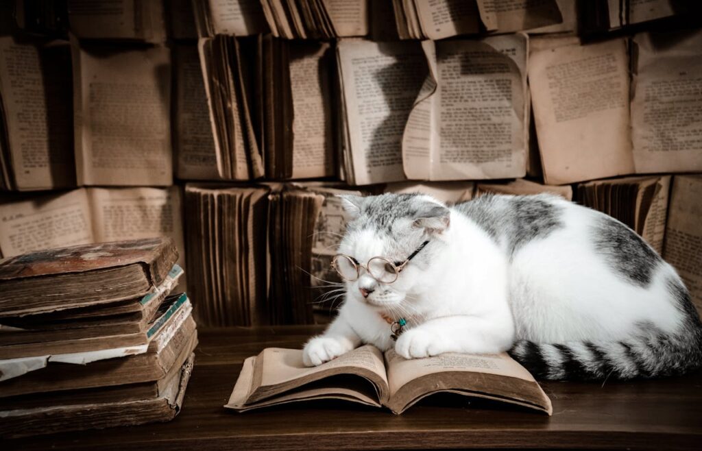 Scottish Fold cat with glasses reading book