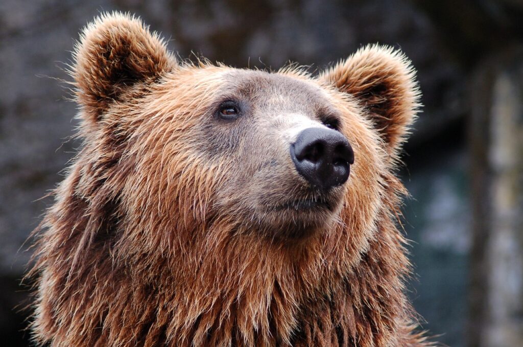 Closeup of a bear