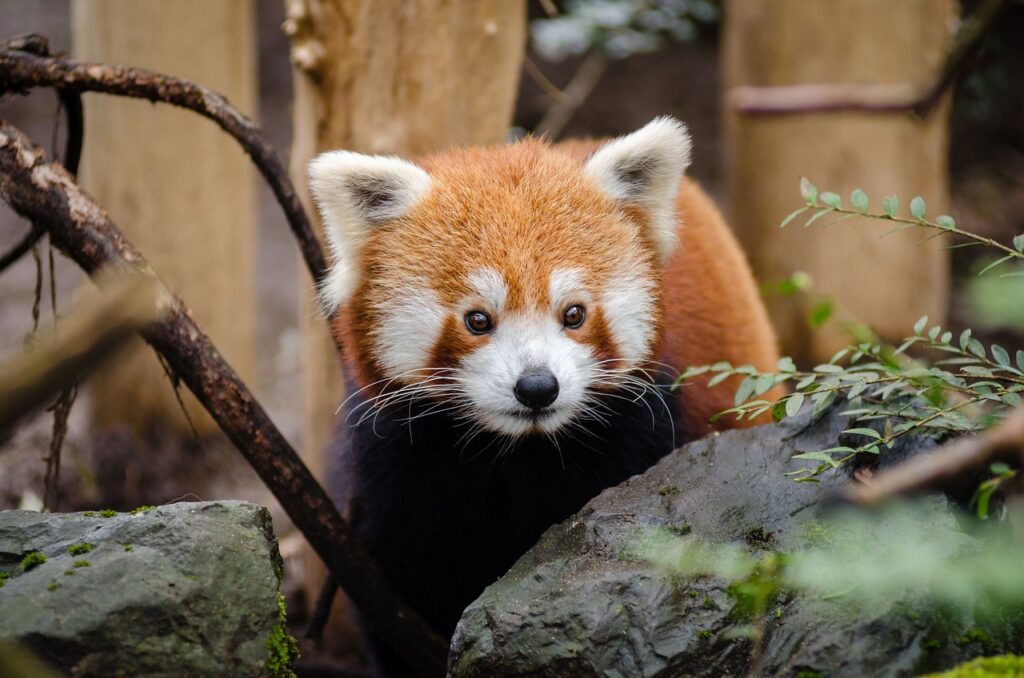 Red Panda in an enclosure