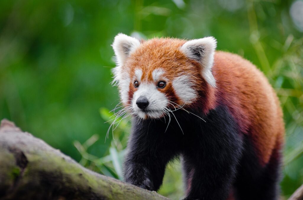 Red Panda walking