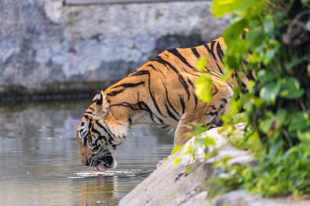 A Tiger drinking