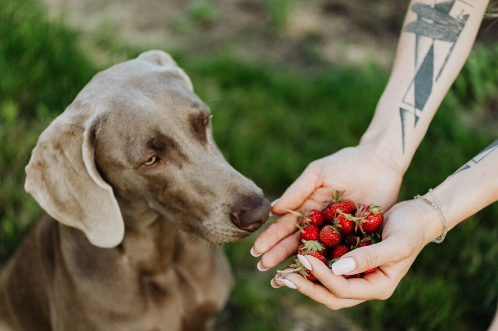 Weimaraner dog sniffing fresh strawberries outdoors