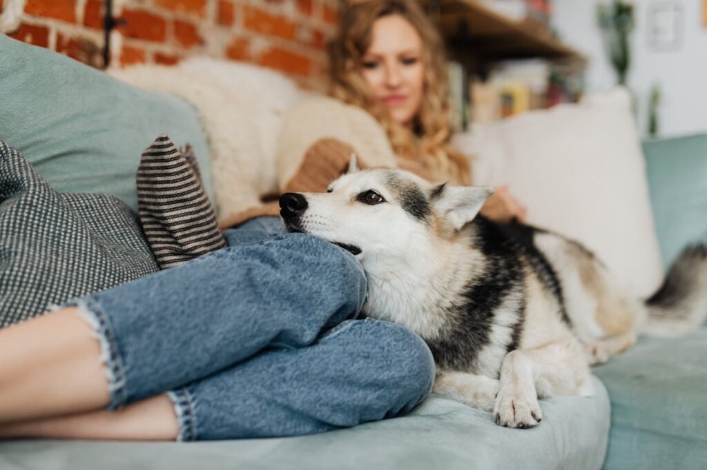 Close-up image of a Siberian husky lying on a couch