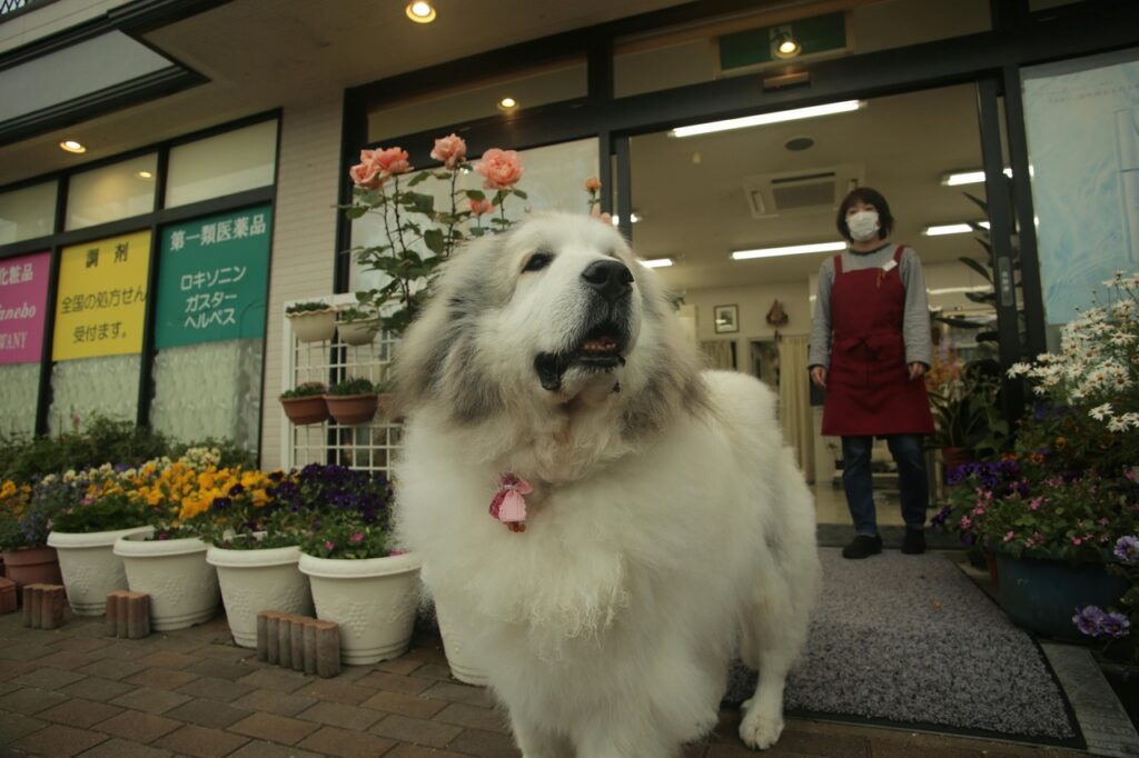 The great Pyrenees in an urban setting