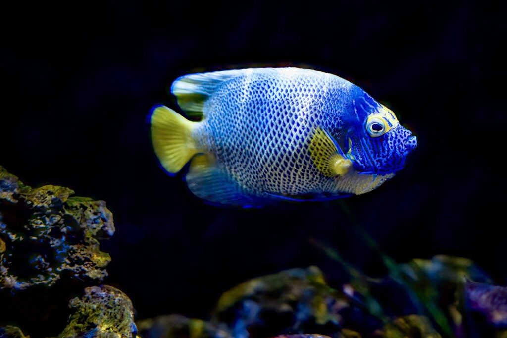 A Blueface Angelfish