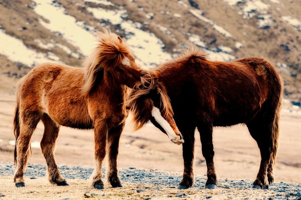 A Couple of Ponies